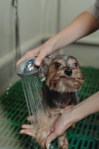 Dog Grooming Insurance